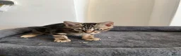 Mixed Breed cats for sale: Beautiful Ragdoll Mix Kittens 😻 in Croydon - Advert 8