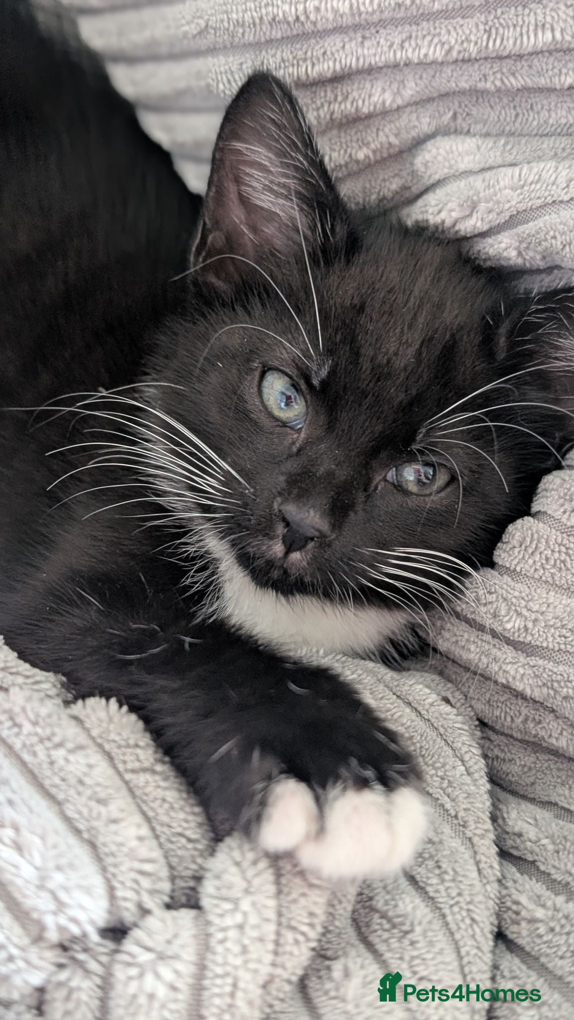 Mixed Breed cats Kittens ready now  - Advert 2