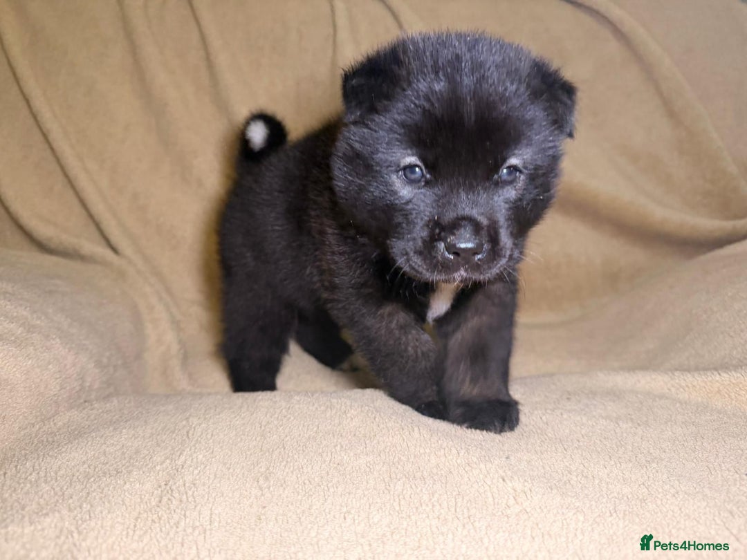 Akita dogs for sale: 7 beautiful American Akita Puppies - Advert 18