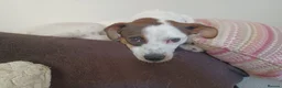 Mixed Breed dogs for adoption: Rainey 🩷 in Bournemouth - Advert 5