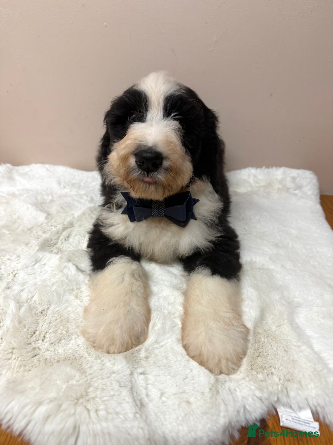 Bernedoodle dogs for sale: F1 Standard Bernerdoodles - Advert 3