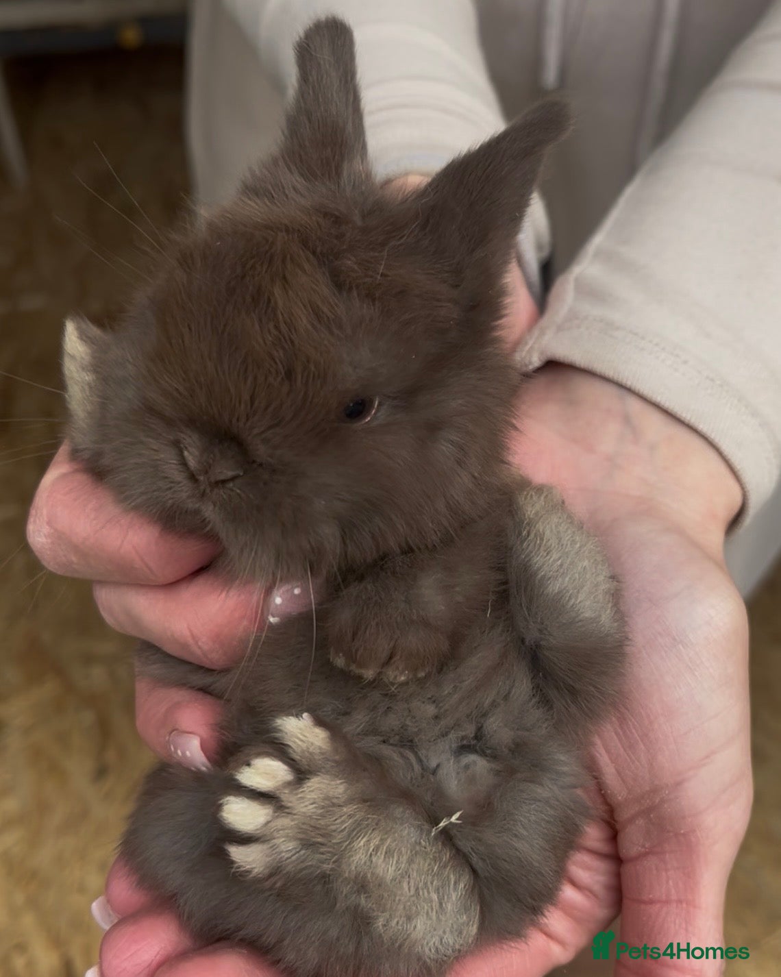 Mini Lop rabbits Gorgeous Purebred Mini Lop Babies - Advert 3