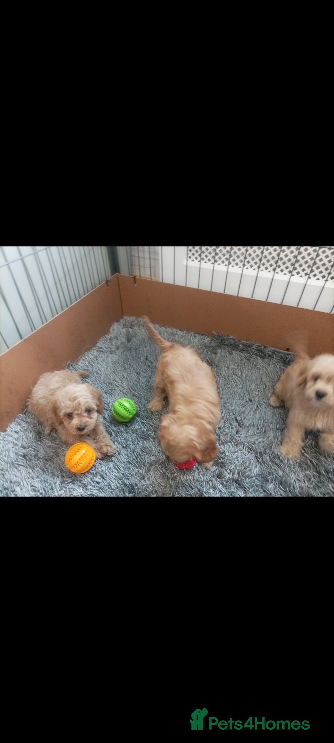 Cavapoo dogs for sale: Cavapoo puppies  - Image 7