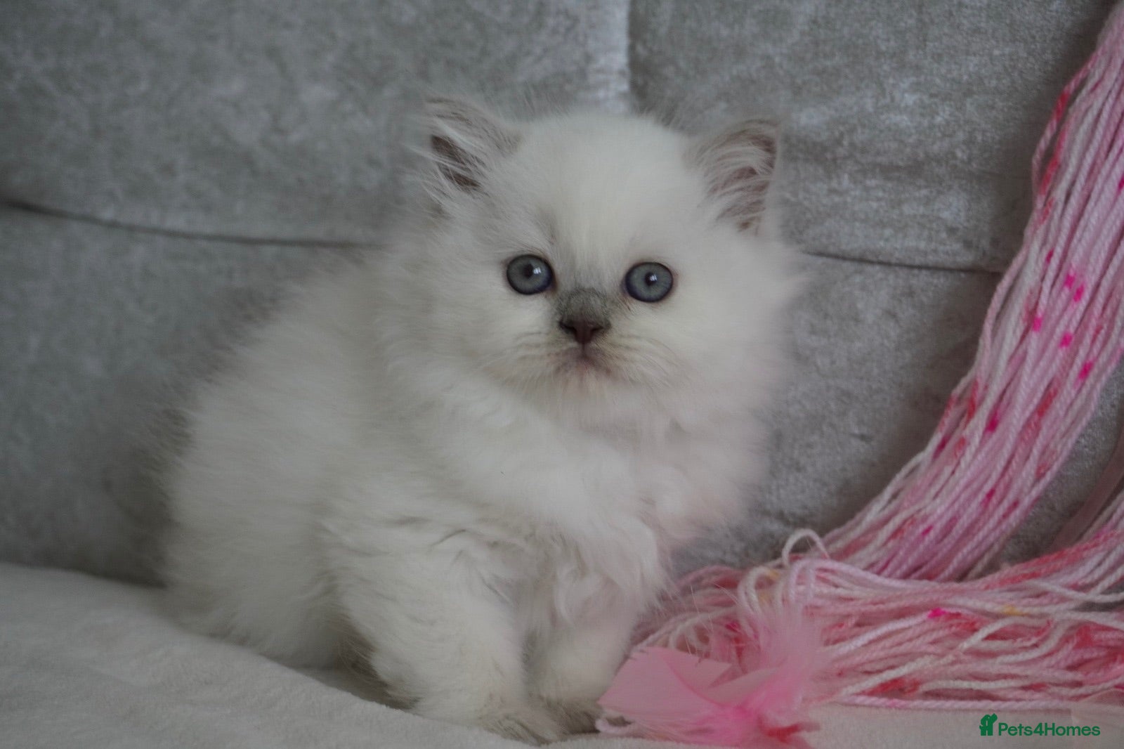 British Shorthair cats 💙Last kitten💙 - Advert 5