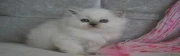 British Shorthair cats for sale: 💙Last kitten💙 - Advert 1