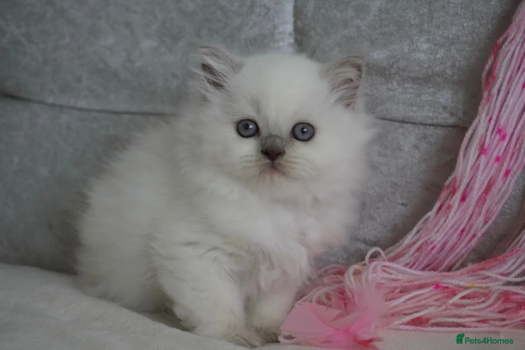 British Shorthair cats for sale: 💙Last kitten💙 - Advert 1