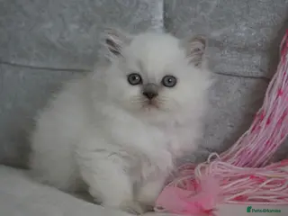 British Shorthair cats 💙Last kitten💙 - Advert 1