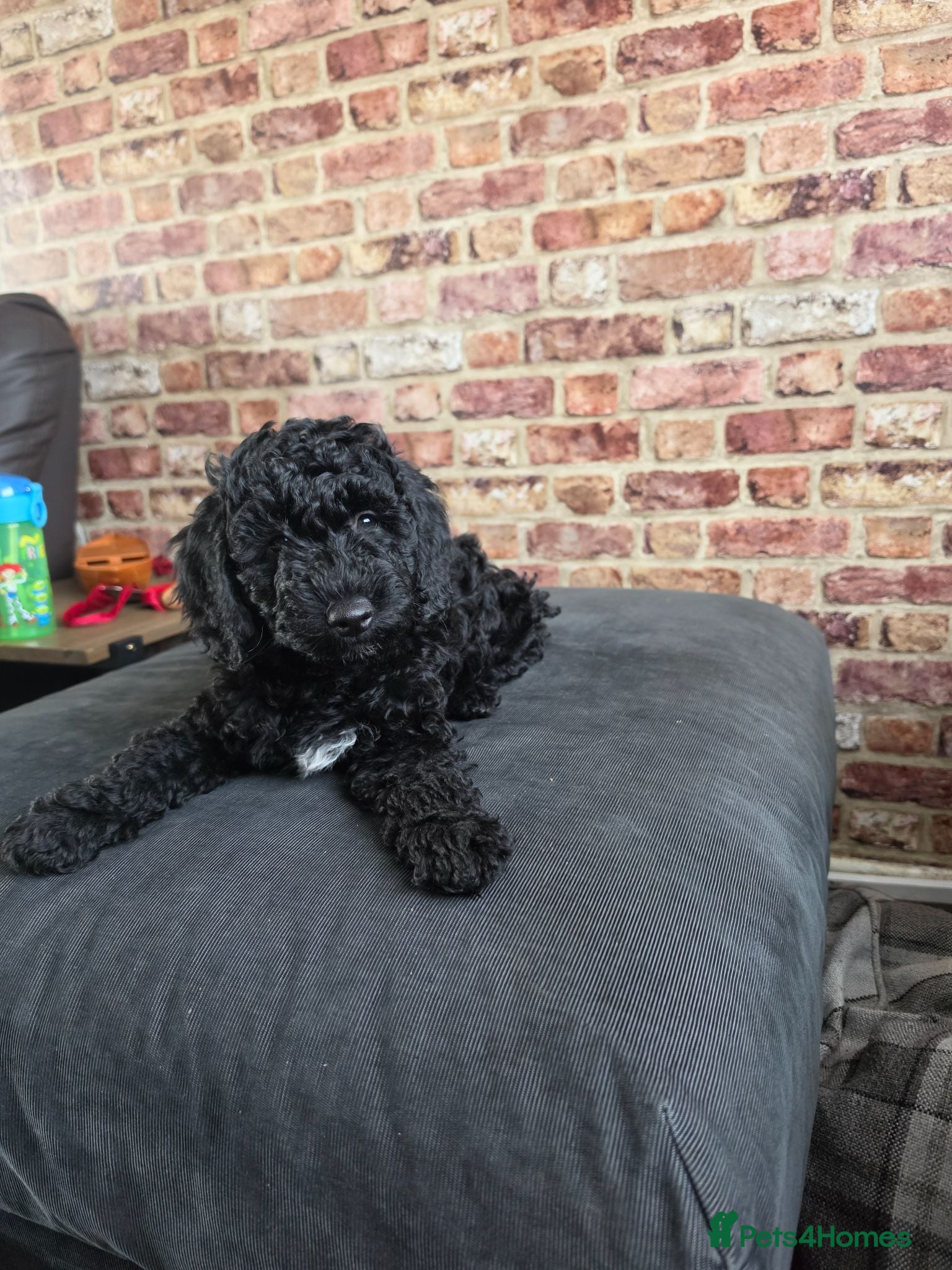 Miniature Poodle dogs *Reduced to find the best home - Last girl* - Advert 1