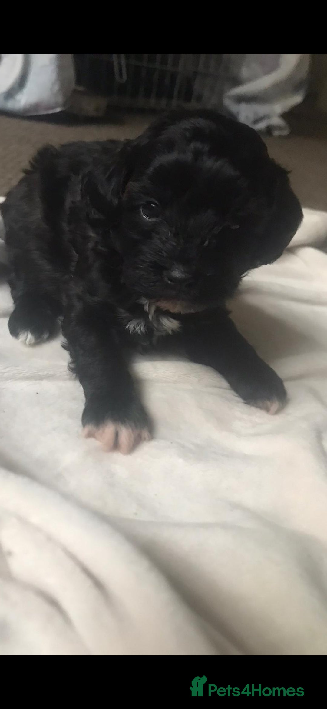 Shihpoo dogs for sale: Stunning shipoo f1b puppies - Advert 7