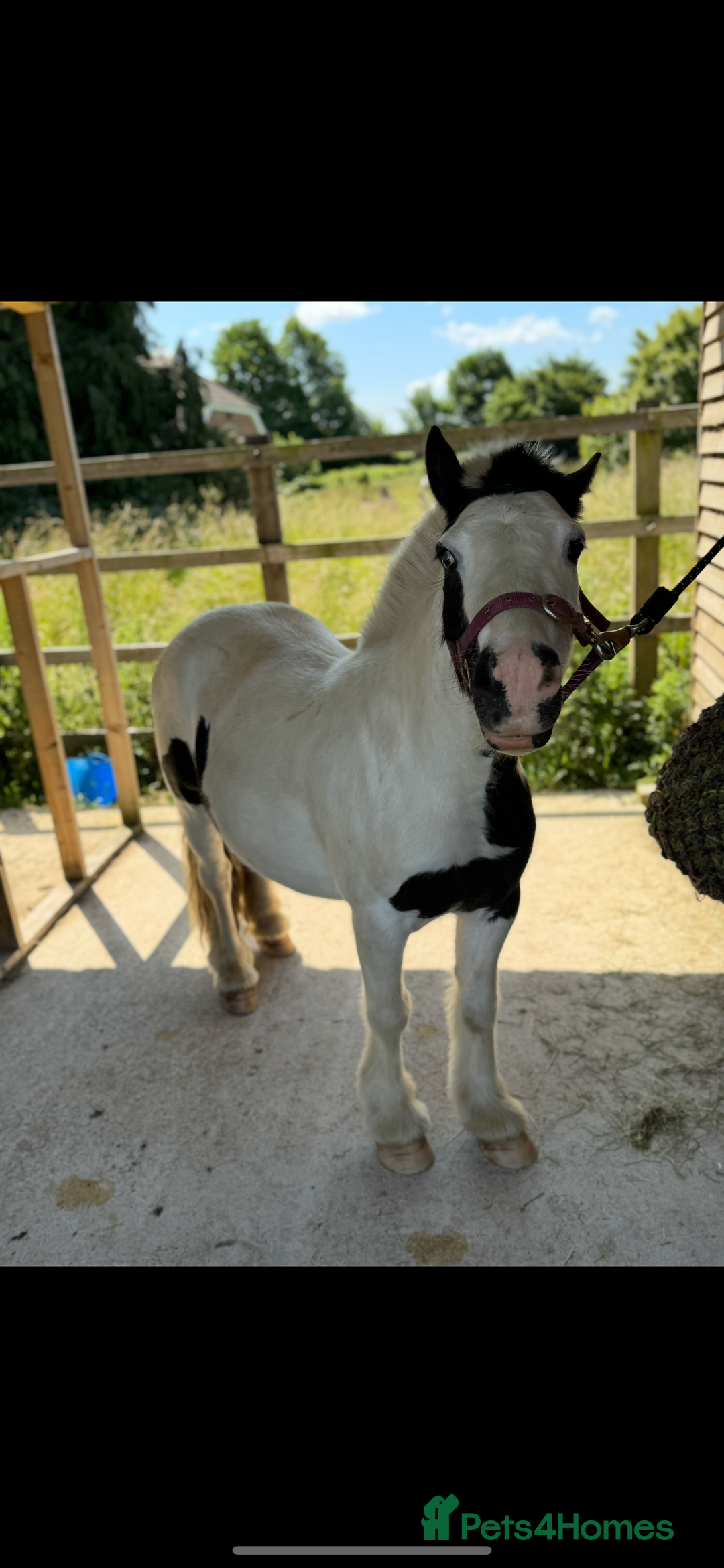 Irish Cob horses for sale: Dolla- 5yr old coblet  - Advert 6