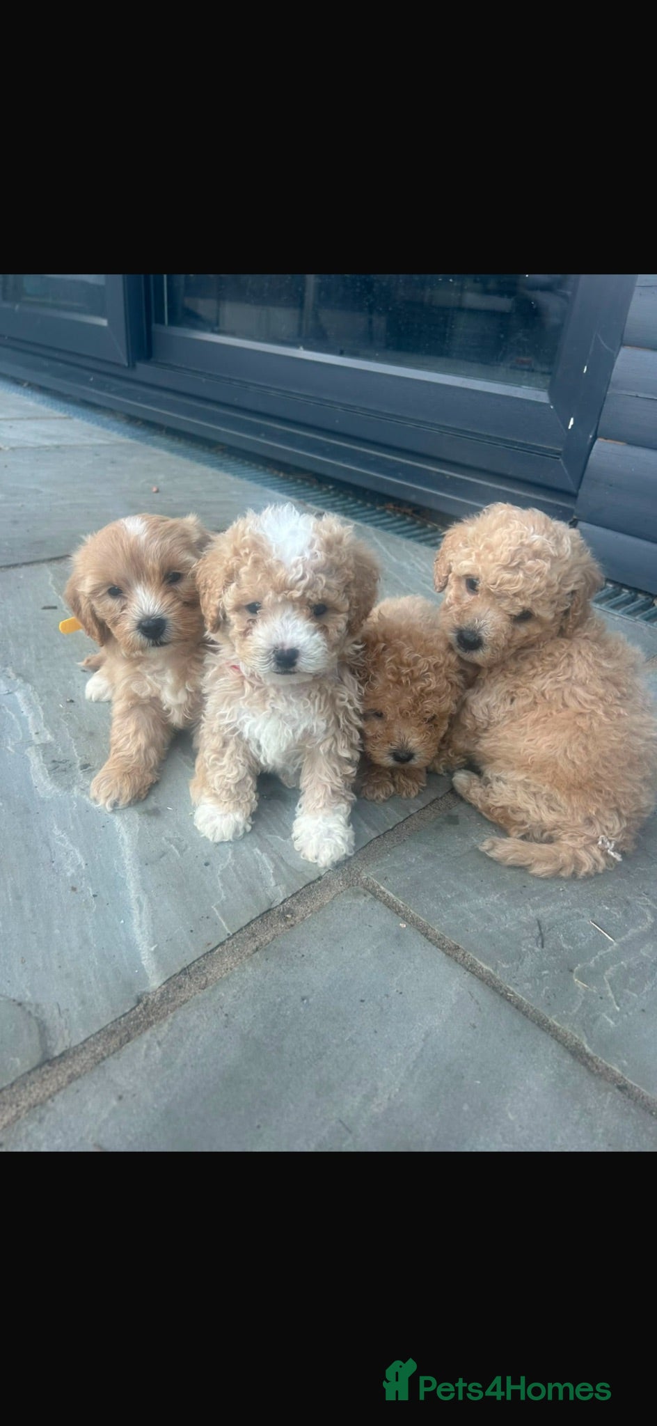 Maltipoo dogs Maltipoo puppies  - Advert 1