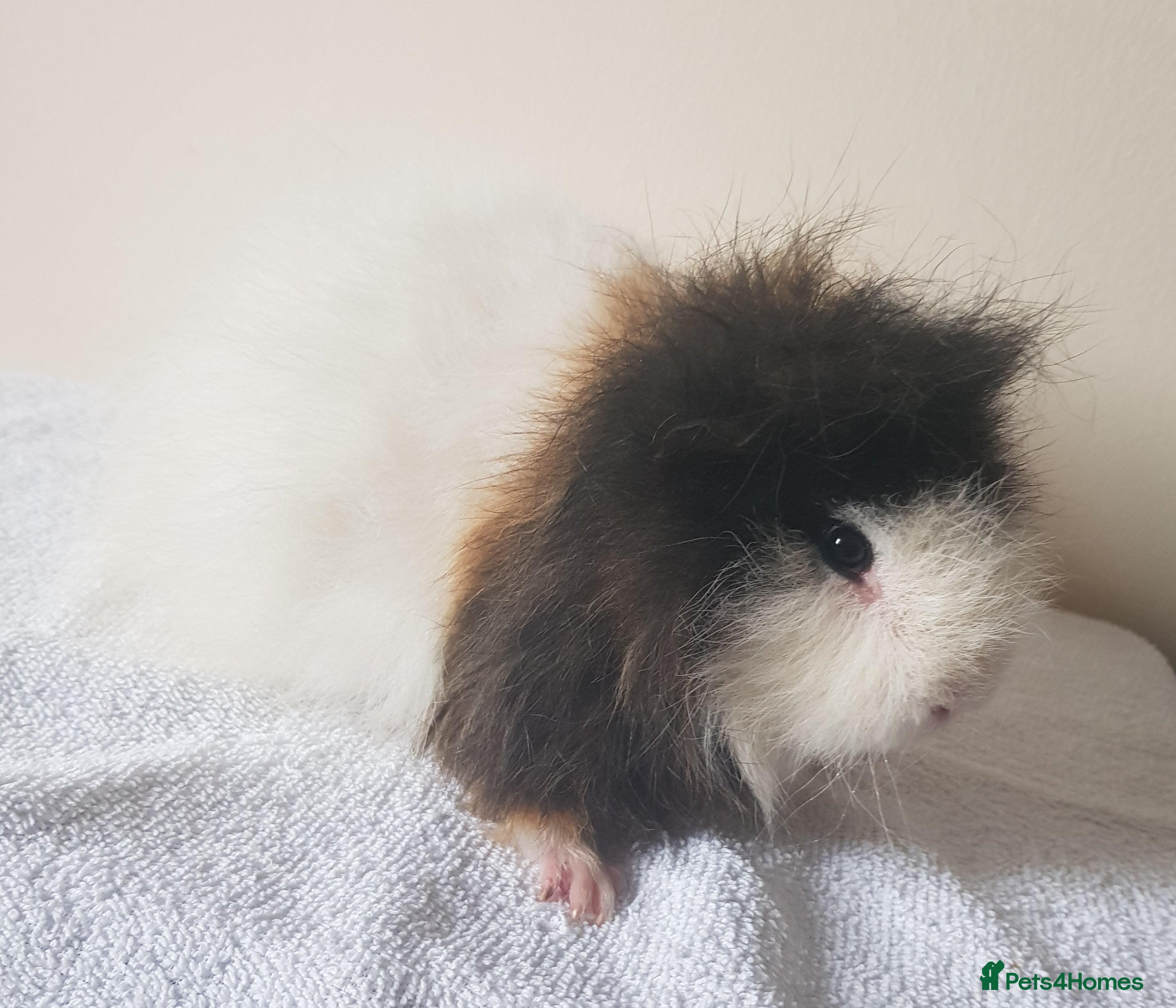 Guinea Pig rodents Swiss Guinea Pig Boar - Advert 1