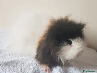 Guinea Pig rodents Swiss Guinea Pig Boar - Advert 2