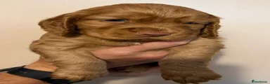 Cocker Spaniel 4