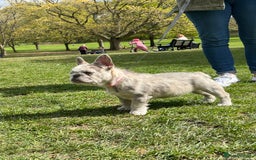 French Bulldog dogs for sale: Wirehair/fluffy French bulldog  - Image 7