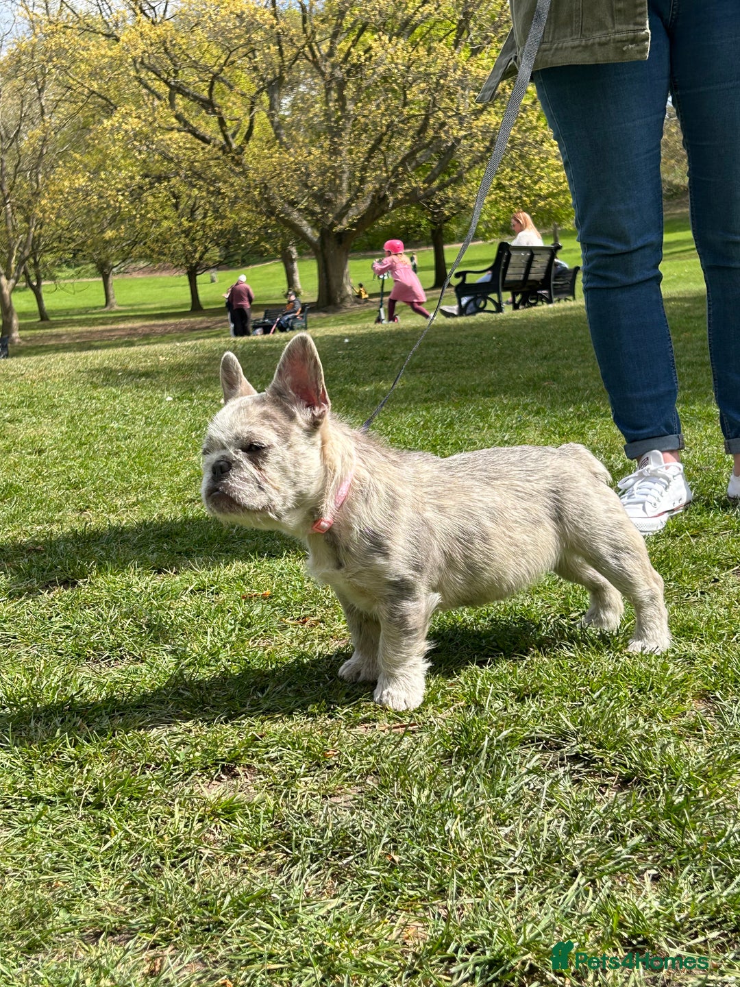 French Bulldog dogs for sale: Wirehair/fluffy French bulldog  - Image 7