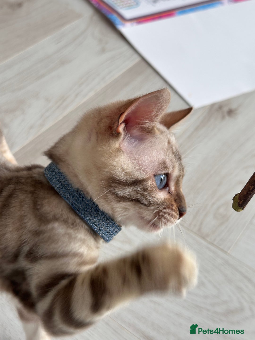 Bengal cats for sale: Snow lynx bengal  - Advert 12