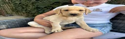 Labrador Retriever dogs for sale: 3 kc reg Labrador pups looking for new homes.  - Advert 5