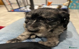 Mixed Breed dogs for sale: ✨ 2 Labradoodle x Australian Labradoodle Puppies  - Image 19