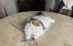 Persian cats for sale: Pedigree Persian kitten for sale - Image 3