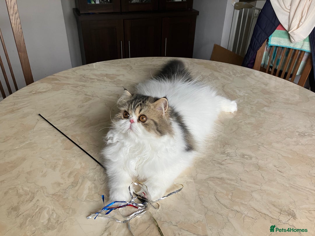 Persian cats for sale: Pedigree Persian kitten for sale - Image 3