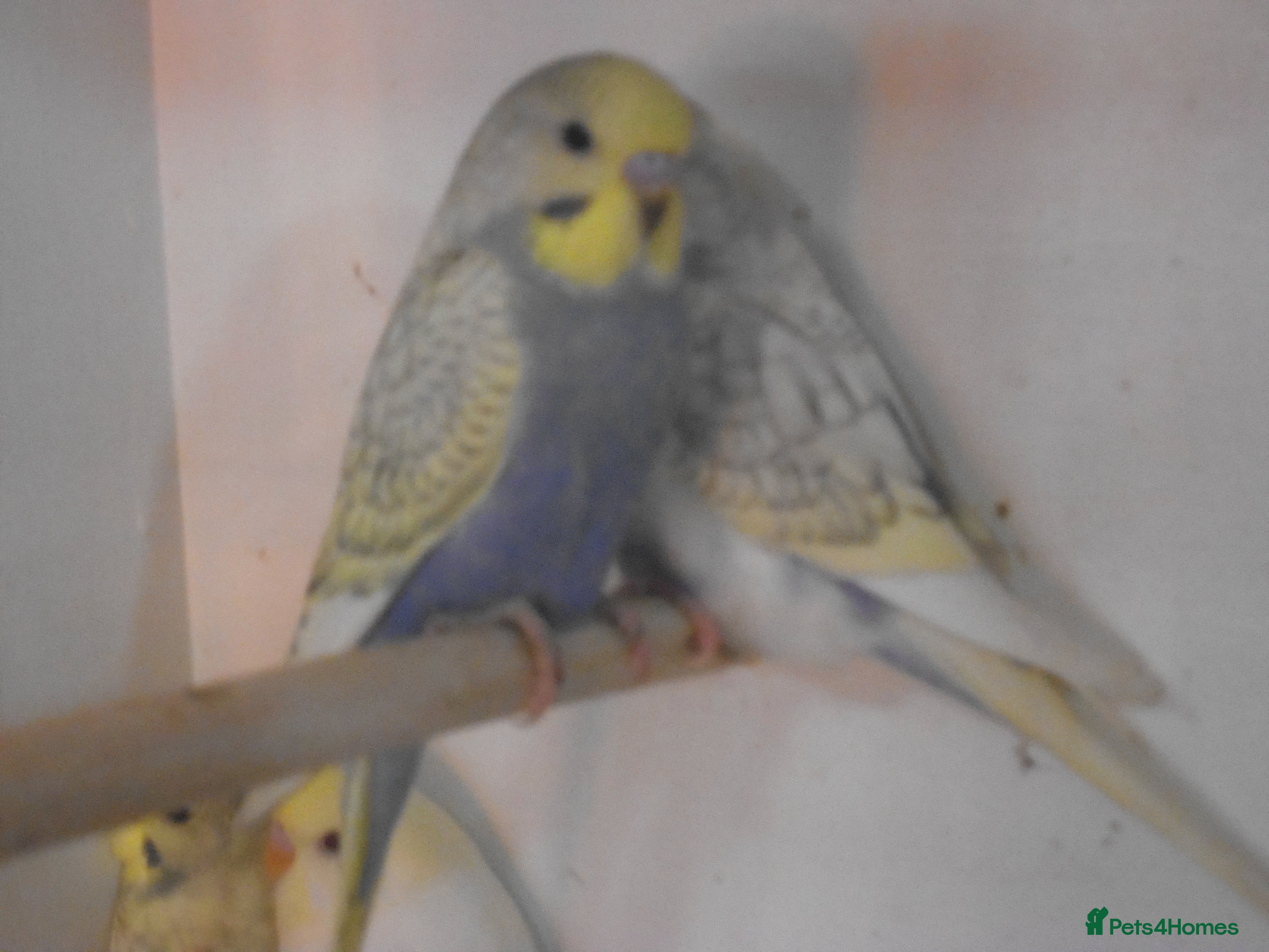Budgerigars birds Baby Budgie Boy - Advert 17