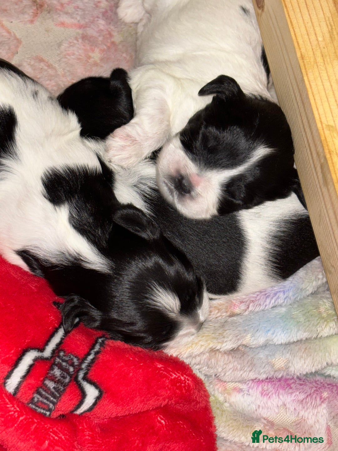 Mixed Breed dogs for sale: Mixed breed puppies  - Image 3