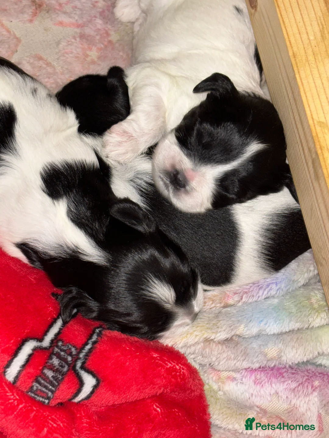 Mixed Breed dogs for sale: Mixed breed puppies  - Advert 3