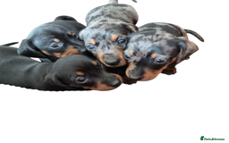 Miniature Dachshund dogs for sale: Stunning KC Health Tested Miniature Dachshunds - Image 1