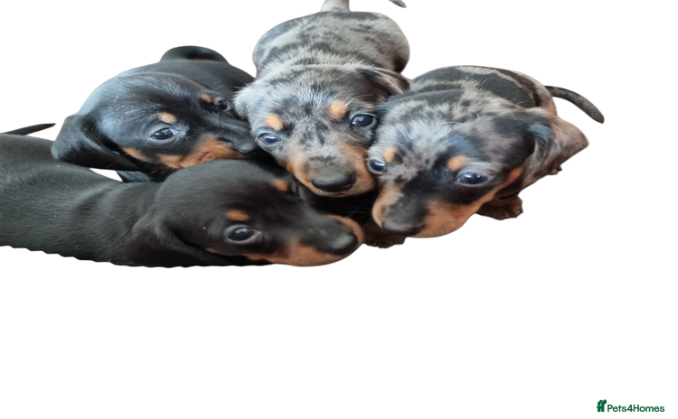 Miniature Dachshund dogs - Advert 1