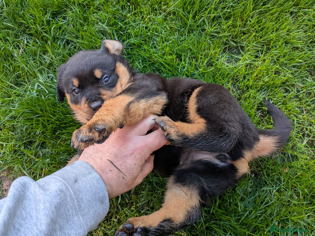 Rottweiler dogs for sale: Exclusive UK Rottweiler Puppy Champion Bloodlines - Image 8
