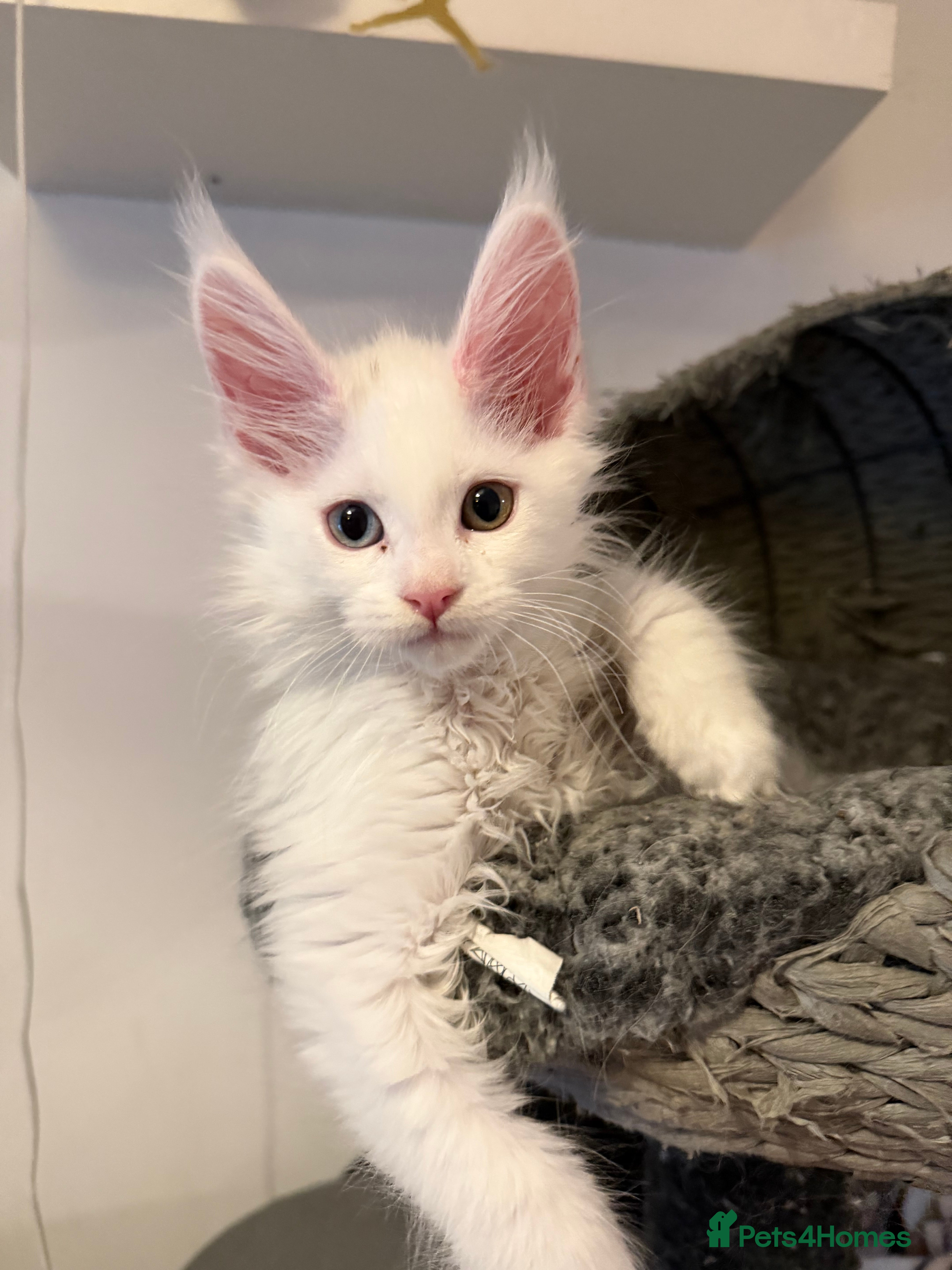 Maine Coon cats Maine coon blue green eye girl ready to leave  - Advert 15