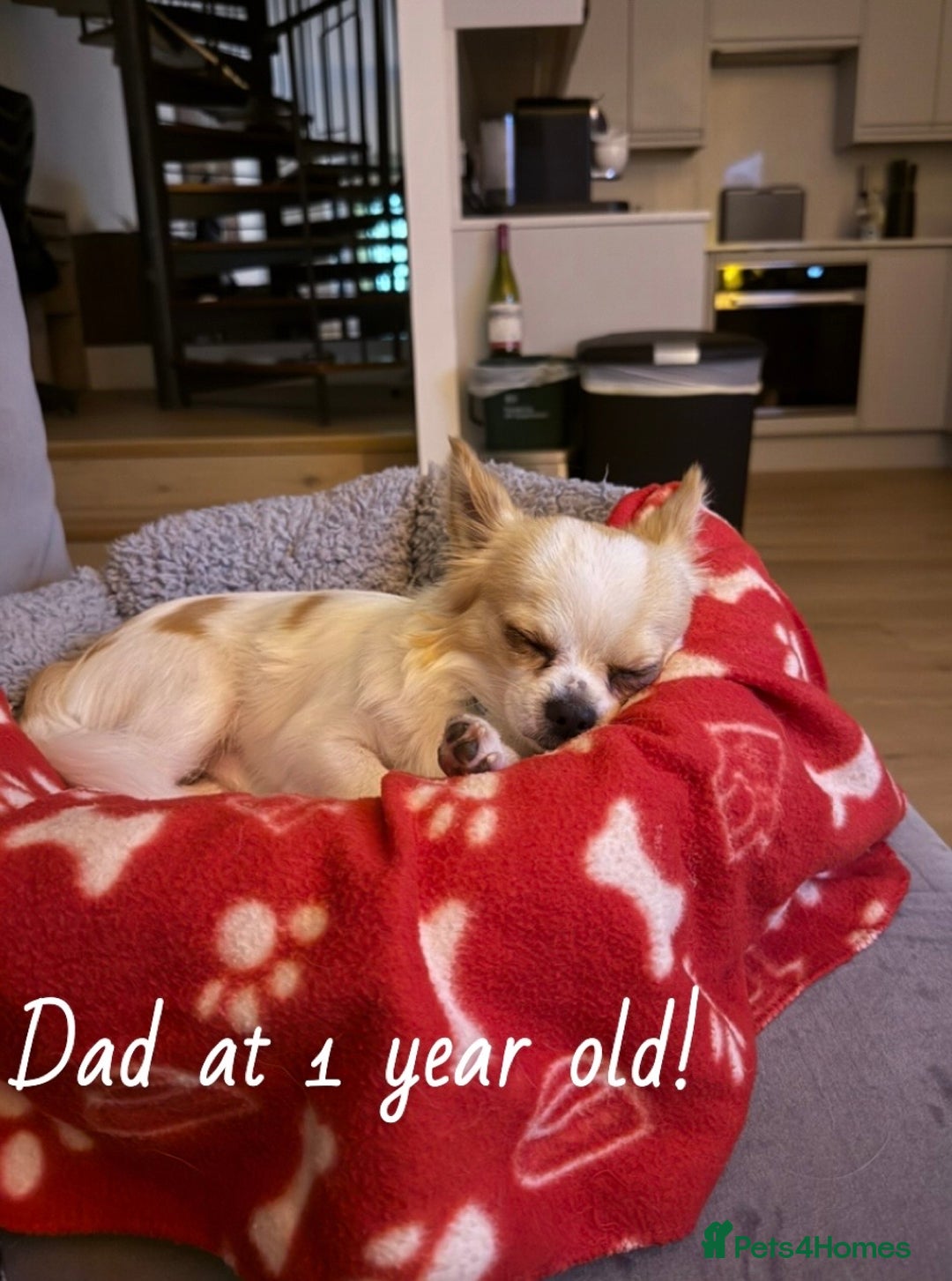 Chihuahua dogs for sale: 5 teacup chihuahua puppies - Image 14