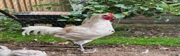 Chickens poultry for sale: White La Fleche Cockerel  - Advert 6