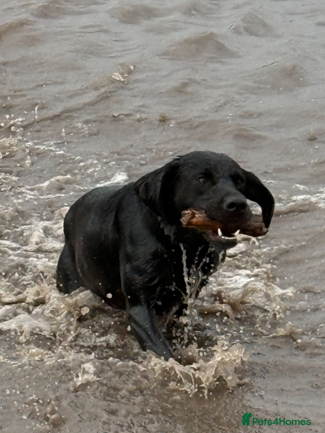 Labrador Retriever dogs for stud: Stunning KC reg, health tested Labrador for stud - Image 10
