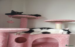 British Longhair cats for sale: 5 month kitten  - Image 4