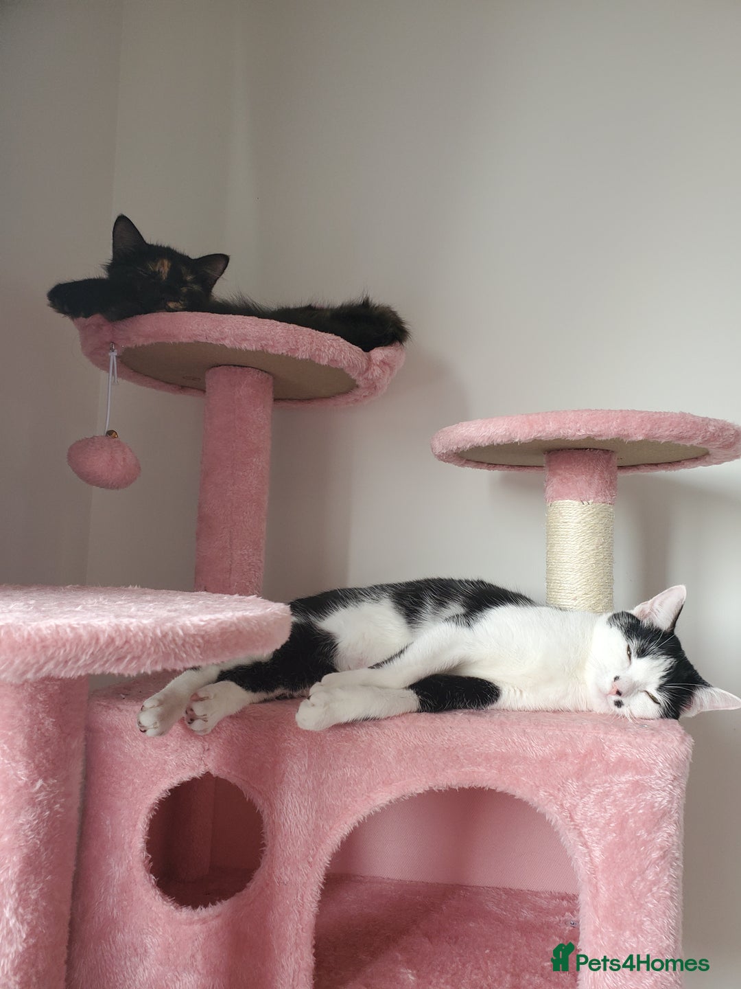 British Longhair cats for sale: 5 month kitten  - Image 4