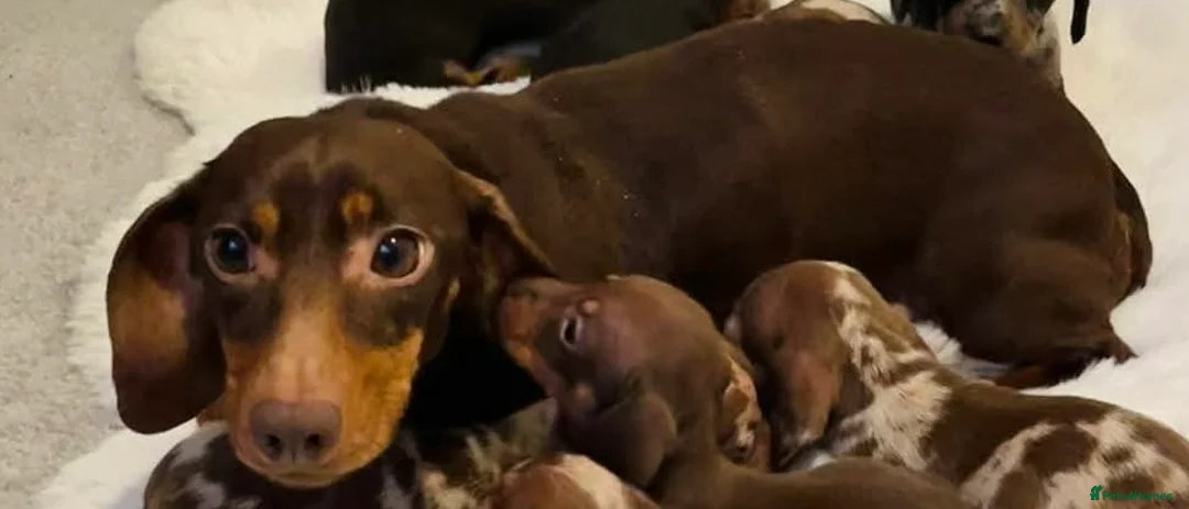 Miniature Dachshund dogs for sale: Miniature dachsund - Advert 5