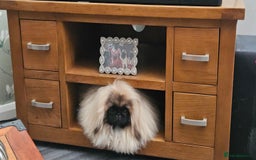 Pekingese dogs for sale: Beautiful girl pekingese. - Image 5