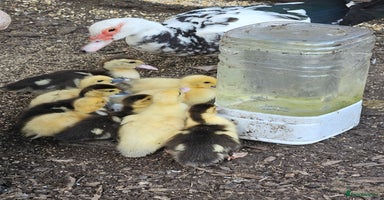 Ducks poultry - Advert 10