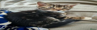 Tabby Shorthair 1 (white paws) 