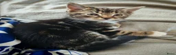 Mixed Breed cats for sale: 5 Female Kittens - Advert 6