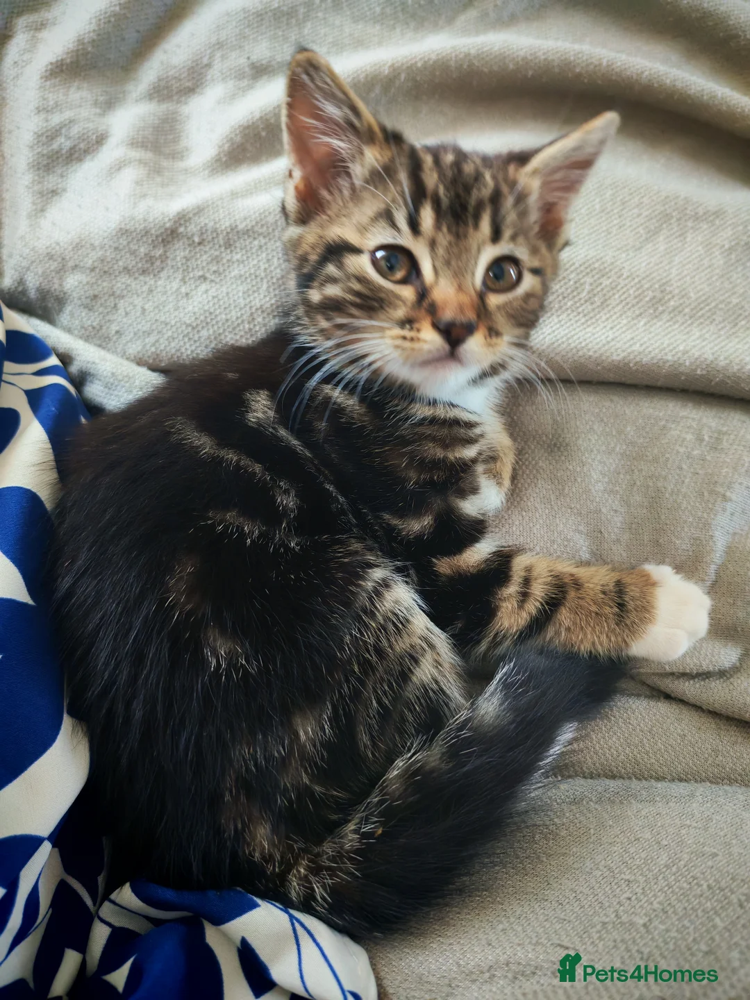 Mixed Breed cats for sale: 5 Female Kittens - Advert 6