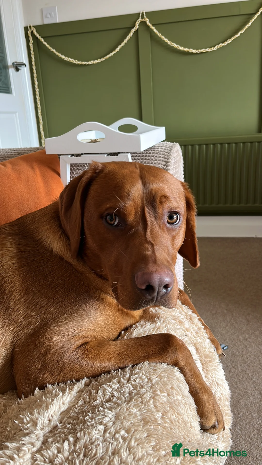 Labrador Retriever dogs for sale: 15 Month old Fox Red Male Labrador in King's Lynn - Advert 2