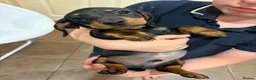 Dachshund dogs for sale: Male Dachshund puppy - Advert 16