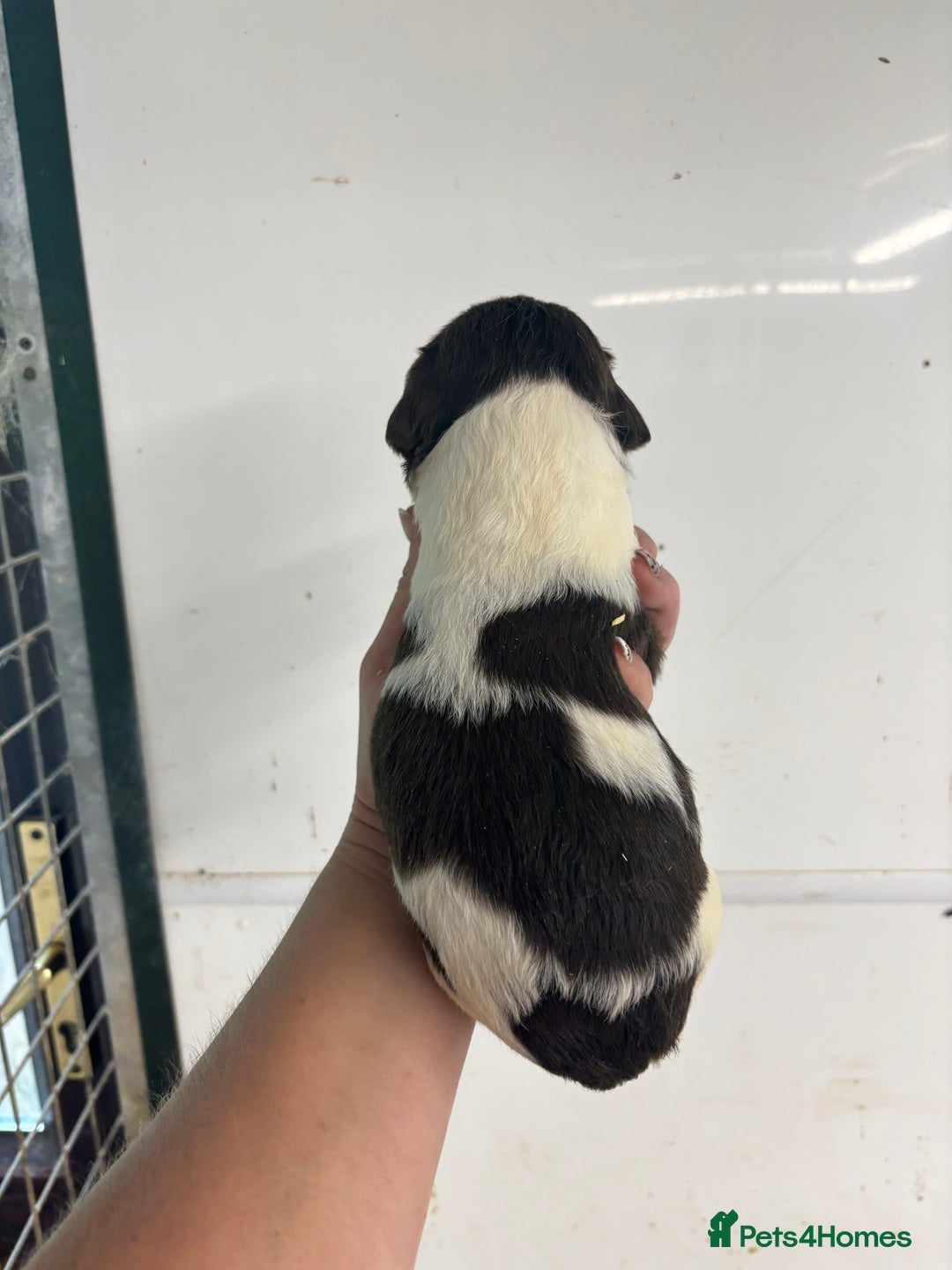 English Springer Spaniel dogs for sale: Kc Springer Spaniel Puppies - Image 9