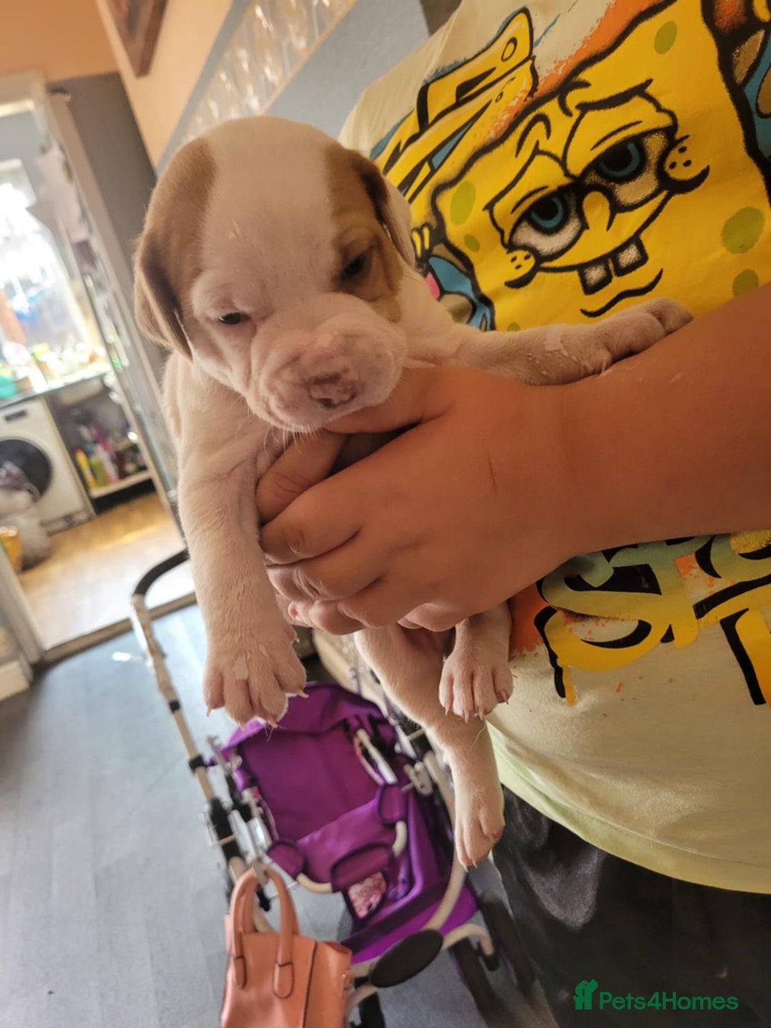 American Bulldog dogs for sale: American bulldogs  - Image 6