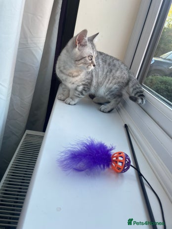 British Shorthair cats - Advert 1