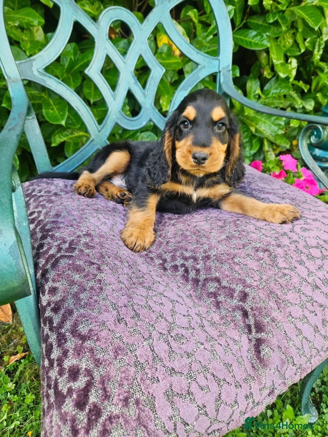 Cocker Spaniel dogs for sale: Cocker spaniel puppies - Advert 2