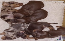 Miniature Dachshund dogs for sale: Miniature dachounds - Image 6